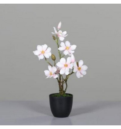 Magnolia 45cm - roze/cream - in zwarte pot
