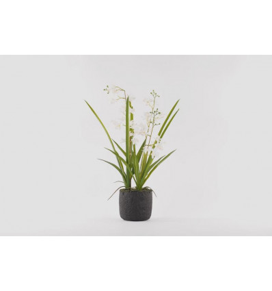 Mini Cymbidium - Orchidee m/ kluit 65cm- wit