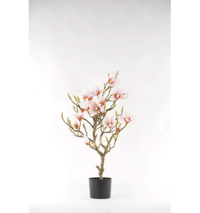 Magnolia - Boom in pot 90cm