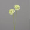 Allium 61cm - groen/cream